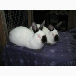 Кролики Серебристые, Калифорнийские, Белый панон