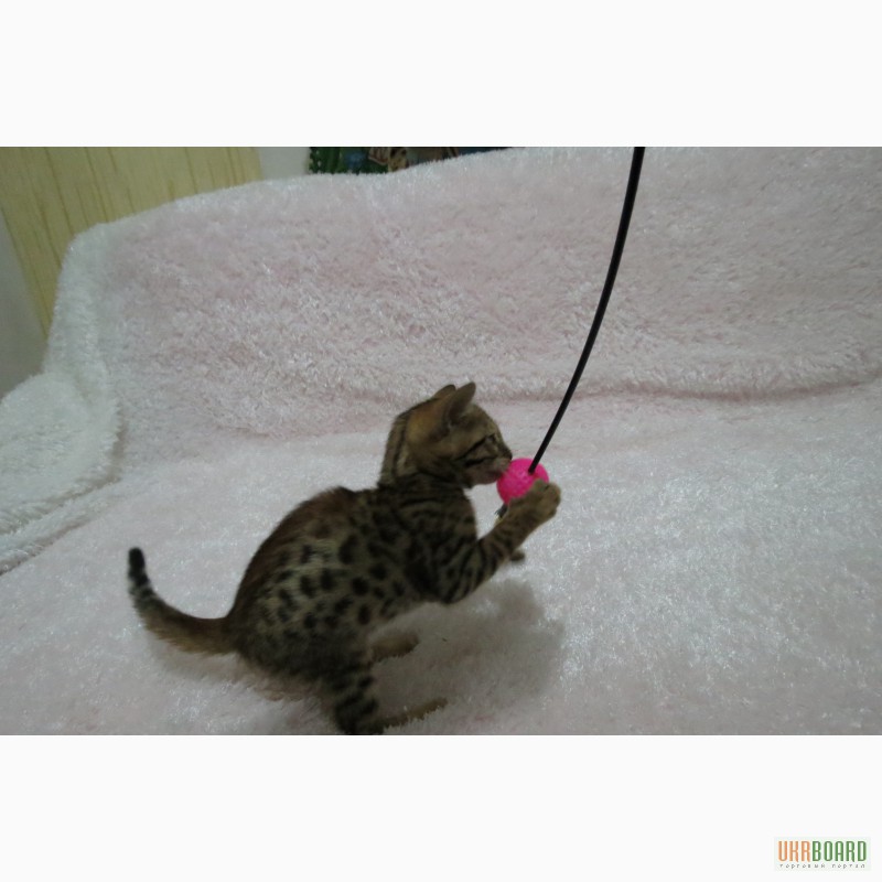 Фото 2/8. Бенгальский котёнок(мини леопард).