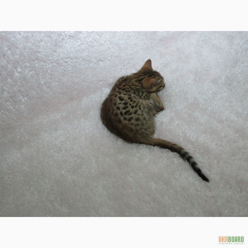 Фото 5. Бенгальский котёнок(мини леопард).