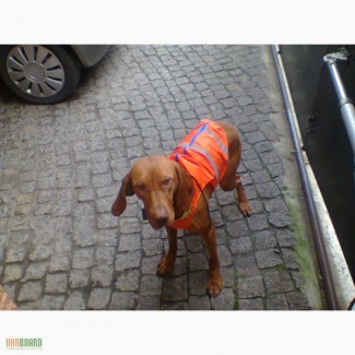 Жилет для собак оранжевий, з світловідбиваючими елементами.