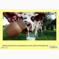 Продам домашнее молоко цельное коровье от 1000 л