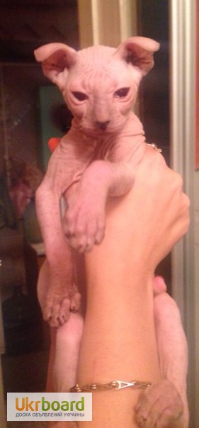 Фото 3. Продам элитного котенка породы Украинский левкой(лысые)СФИНКС