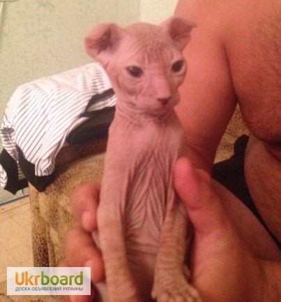 Фото 6. Продам элитного котенка породы Украинский левкой(лысые)СФИНКС