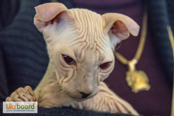 Фото 1/8. Продам элитного котенка породы Украинский левкой(лысые)СФИНКС