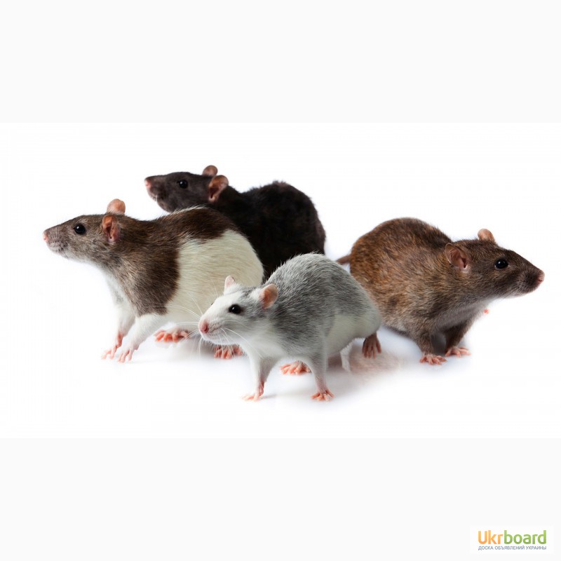 Фото 2. Крысы, крыса, ручные декоративные крысята