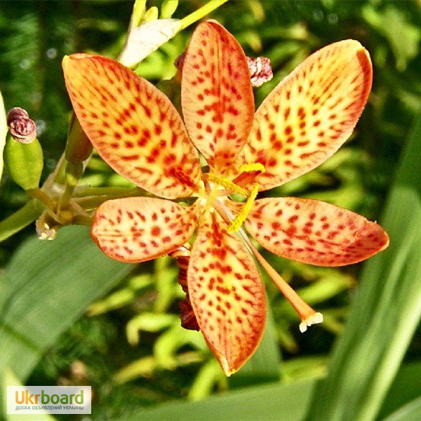 Фото 2/2. Садовая орхидея, беламканда китайская