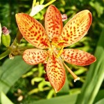 Садовая орхидея, беламканда китайская