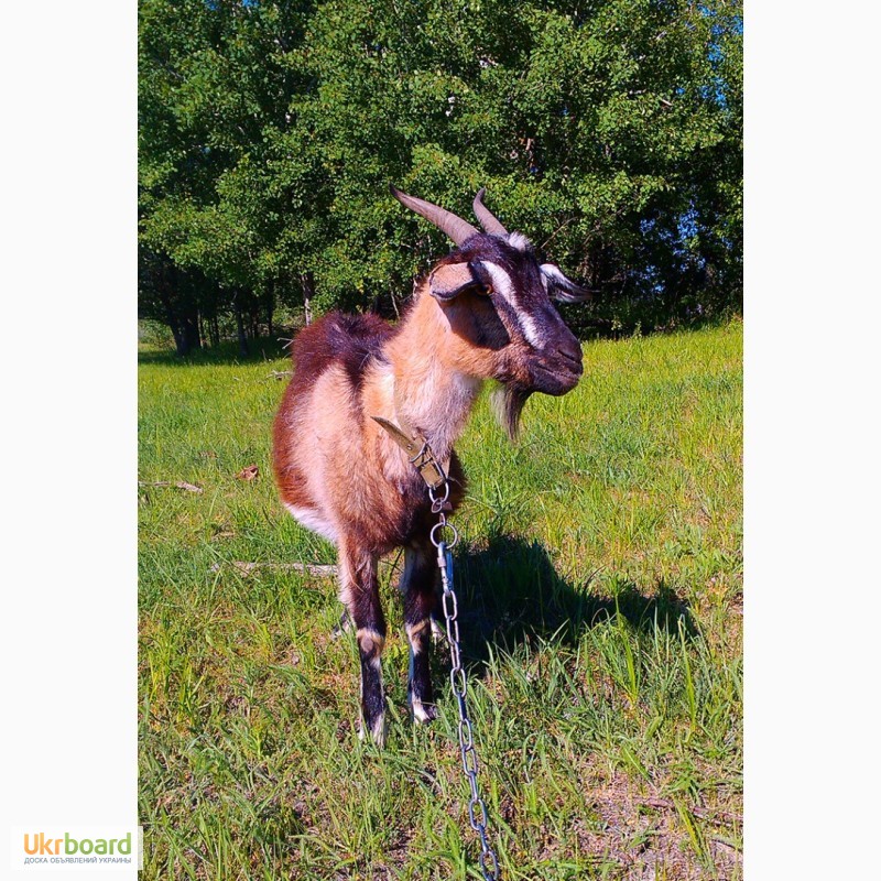 Фото 4. Продам нубийскую (50%) дойную козу из под ламанчей