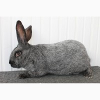 Продам кролі полтавське срібло