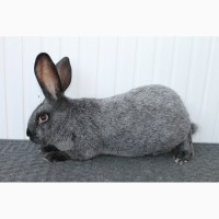 Продам кролі полтавське срібло