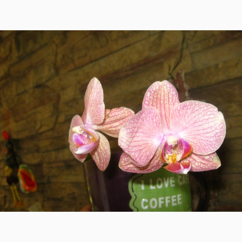 Фото 1/5. Подросток орхидеи