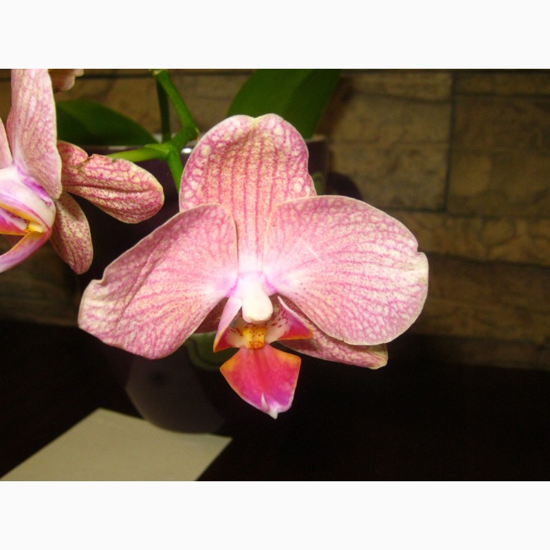 Фото 3. Подросток орхидеи