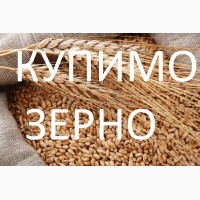 Закуповую зерно пшениці фуражної