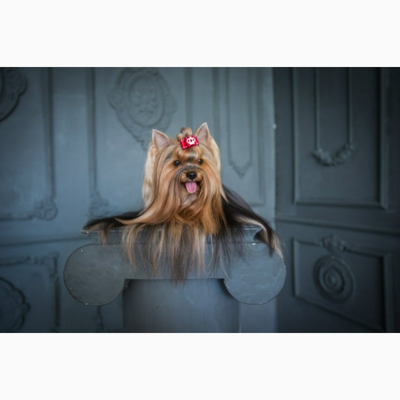 Фото 7. Мини щенки йоркширского терьера от Мультичемпиона Украины