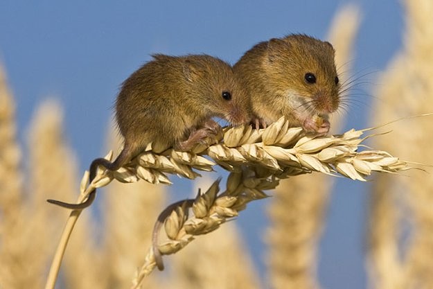 Фото 2. Отпугиватель грызунов крыс, мышей ультразвуковой, Відлякувач крис, мишей ультразвуковий