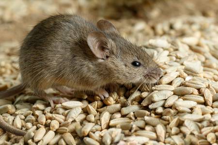 Фото 3. Отпугиватель грызунов крыс, мышей ультразвуковой, Відлякувач крис, мишей ультразвуковий