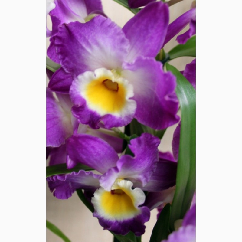Фото 1/4. Комплект 6 саженцев орхидей в контейнере - 250 грн. Акция