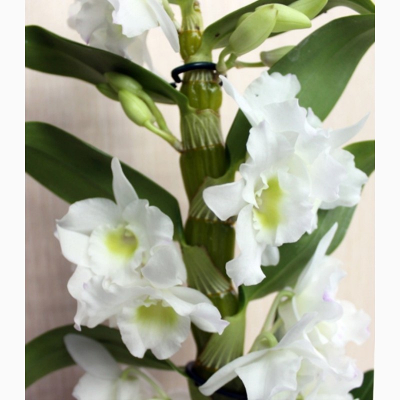 Фото 2/4. Комплект 6 саженцев орхидей в контейнере - 250 грн. Акция