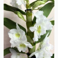 Комплект 6 саженцев орхидей в контейнере - 250 грн. Акция