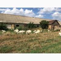 Продается фермерское хозяйство в 40 км от одессы по киевской трассе