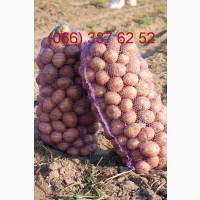 Продам семенной картофель оптом в Черниговской области