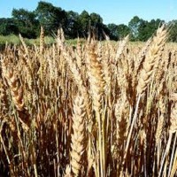 Семена озимой пшеницы БЛАГОДАРКА ОДЕСЬКА