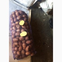 Продажа крупного картофеля