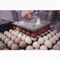 Инкубационные яйца Кобб 500