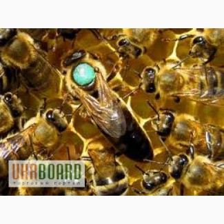 Пчеломатки от производителя украинская степная (племзавод)