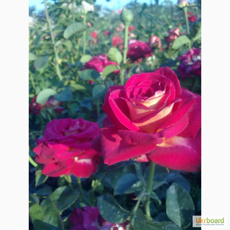 Фото 1/11. Розы чайно-гибридные, плетущиеся и бордюрные.Подвой шиповника. Смородина и Малина