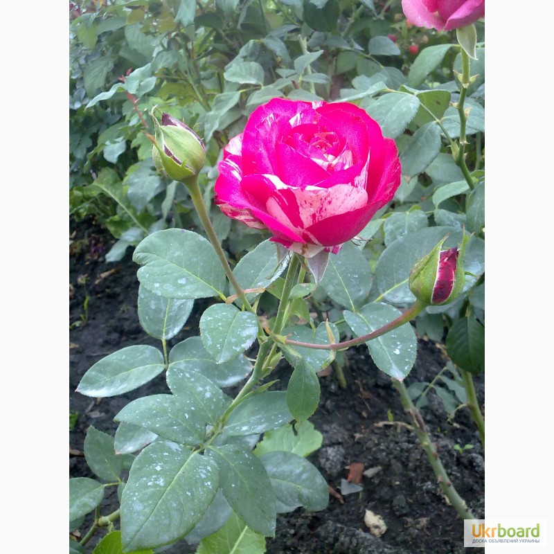 Фото 2. Розы чайно-гибридные, плетущиеся и бордюрные.Подвой шиповника. Смородина и Малина
