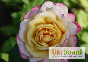 Фото 3. Розы чайно-гибридные, плетущиеся и бордюрные.Подвой шиповника. Смородина и Малина