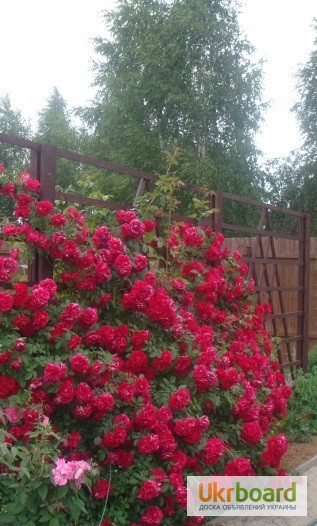 Фото 5. Розы чайно-гибридные, плетущиеся и бордюрные.Подвой шиповника. Смородина и Малина