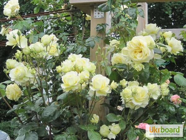 Фото 6. Розы чайно-гибридные, плетущиеся и бордюрные.Подвой шиповника. Смородина и Малина