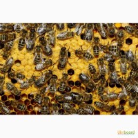 Пчелопакеты карпатка из Мукачево