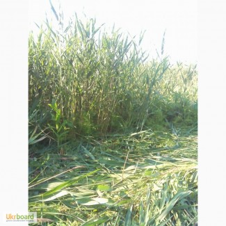 Покос травы: Благоустройство территории, Расчистка от зарослей дачных участков