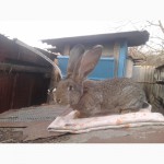 Кролики Фландр, калифорнийский