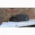 Продам кролів породи французкій баран