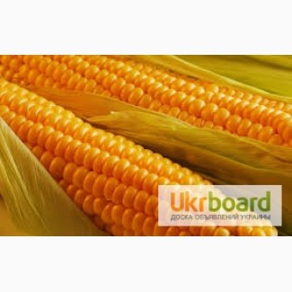 Трёхкомпонентный гербицид для кукурузы Клинч Макс реальный - результат на посевах кукурузы
