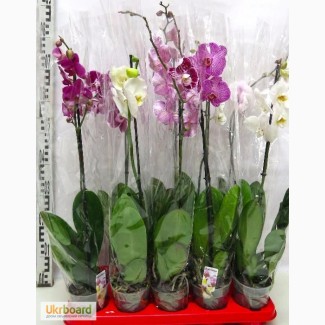 Орхидеи фаленопсисы в Одессе оптом, орхидея фаленопсис розница