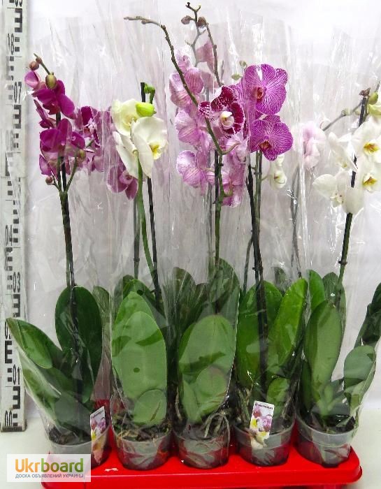 Фото 1/2. Орхидеи фаленопсисы в Одессе оптом, орхидея фаленопсис розница