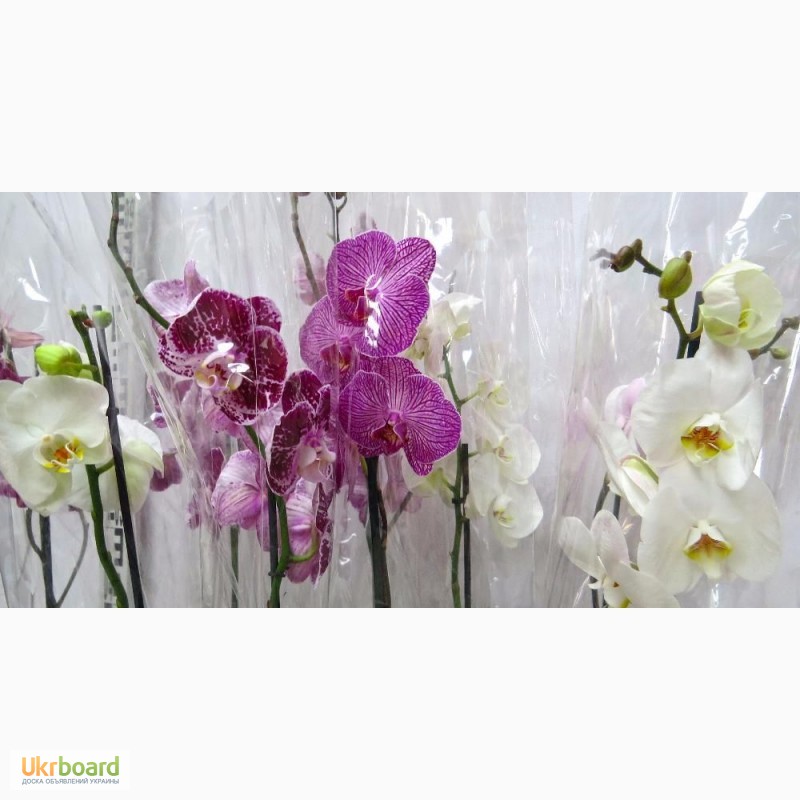 Фото 2/2. Орхидеи фаленопсисы в Одессе оптом, орхидея фаленопсис розница