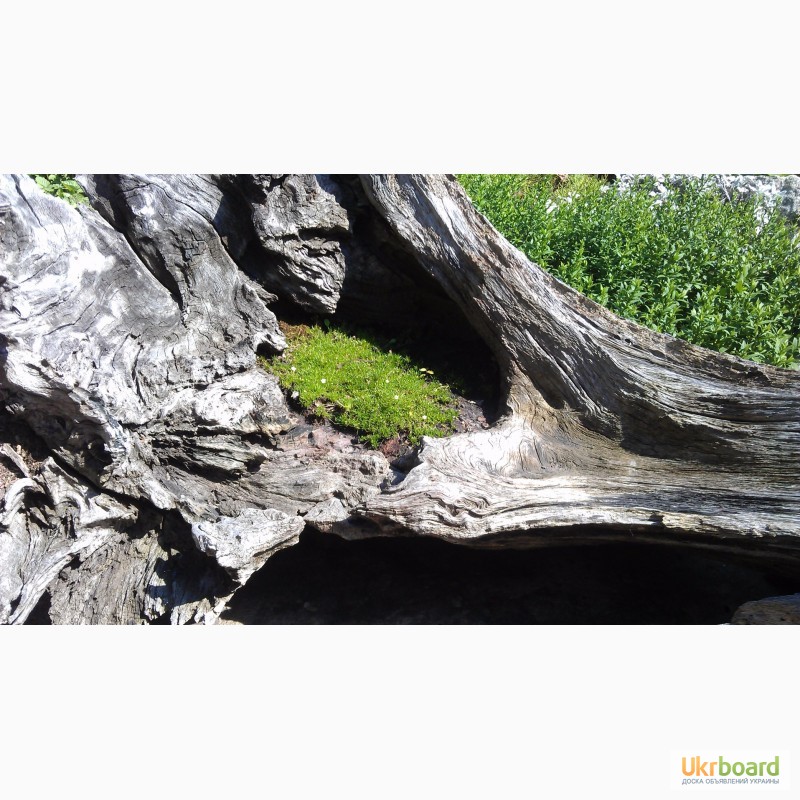 Фото 4. Мшанка шиловидная Ирландский мох