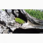 Мшанка шиловидная Ирландский мох