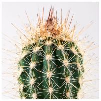 Фото 2. Комнатное растение в горшке, ( кактус) ИКЕА