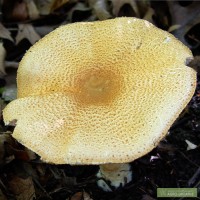 Мицелий грибов - шампиньон миндальный
