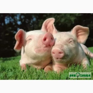 БМВД 15% для свиней від виробника