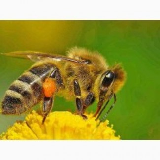 Продам бджолосім#039;ї Вінницька обл