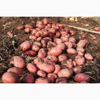 Продаем семенной картофель Лабелла I репродукции. Отправка по всей Украине