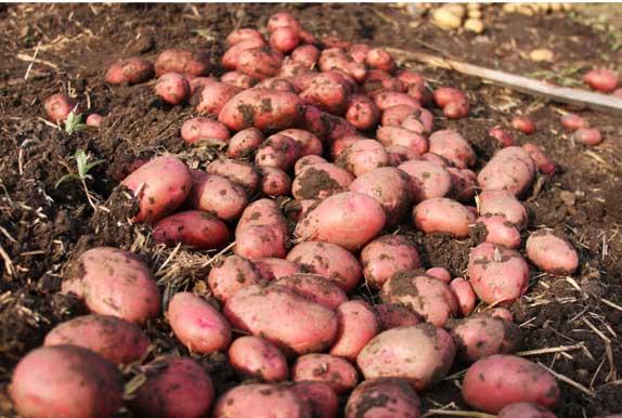 Продаем семенной картофель Лабелла I репродукции. Отправка по всей Украине